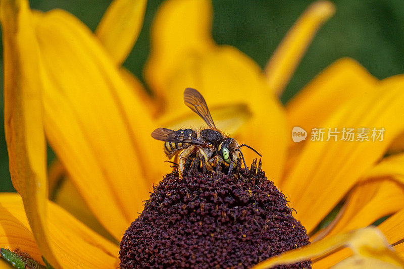 两刺Anthidium oblongatum, Oblong cotton bee，羊毛cardder bee, Rudbeckia，菊科。